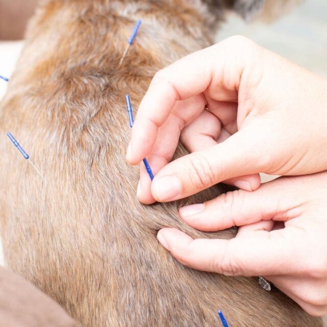 Close up view of a veterinarian inserting acupuncture needles into a dog.