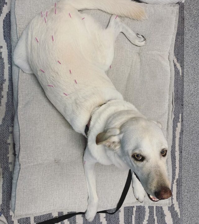 yellow labrador with acupuncture needles along his back