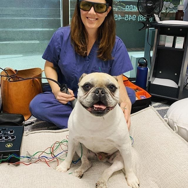 A veterinarian performing laser therapy on a French Bulldog with mobility issues.