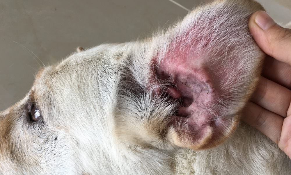 dog impacted ear wax