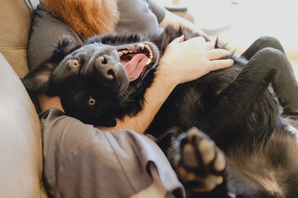 Happy pup cuddling human