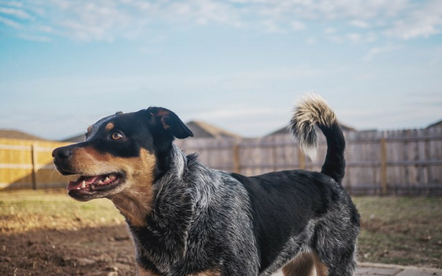 Is Your Dog An Escape Artist? Try These Tips To Keep Them Home Safe