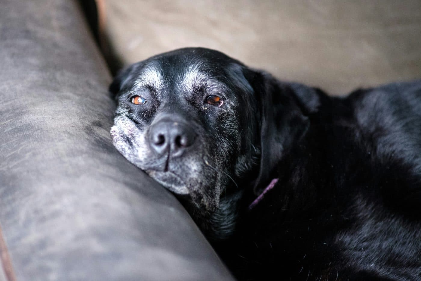 The Top 5 Issues Affecting Senior Dogs According To Our Survey & What Owners Can Do