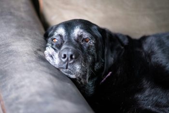 PetWireDaily — The Top 5 Issues Affecting Senior Dogs According To Our Survey & What Owners Can Do