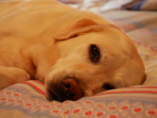 6 Ideas To Help Your Dog Sleep Through The Night