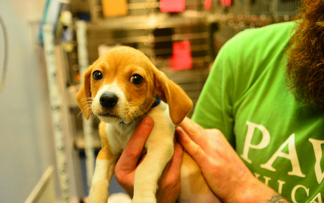 10 Misconceptions About Animal Shelters