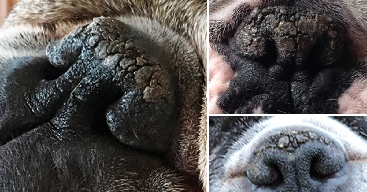 What Causes Crust On Dog s Nose At Jenny Bell Blog