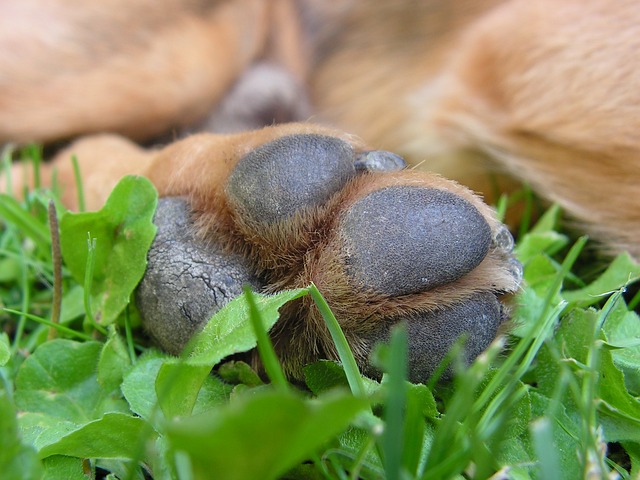 dry dog paws and remedies