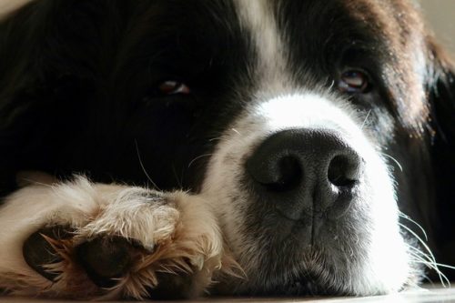 Common Causes Of Dry Paw Pads + Natural Remedies - iHeartDogs.com