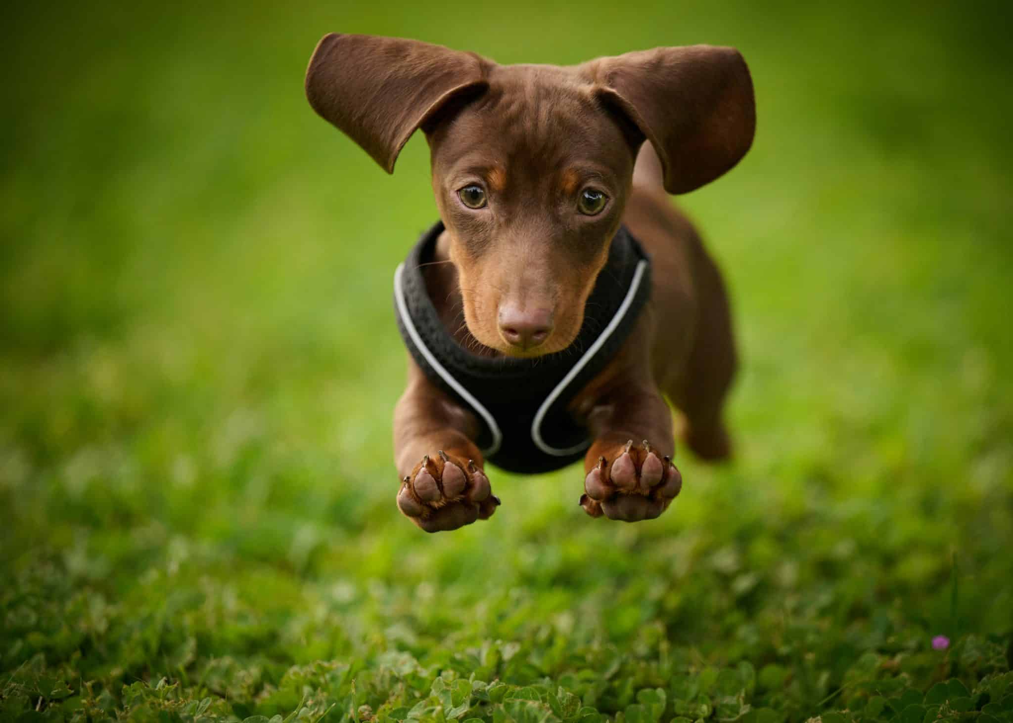 2 Simple Ways To Protect Your Dog Against Painful Springtime Ear Infections