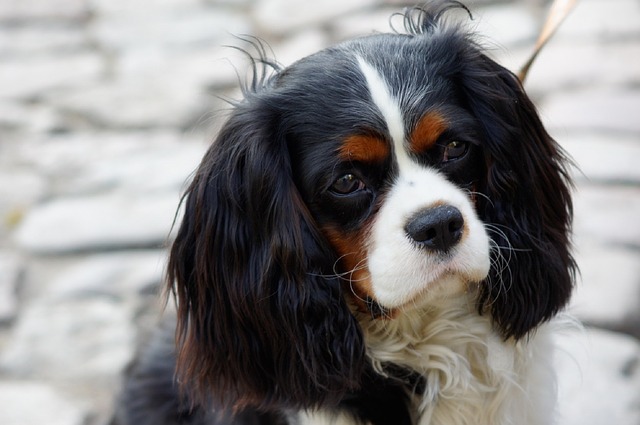 9 Miniature Dog Breeds That Have a Big Appetite for Cuddles