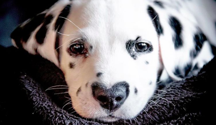 Adorable Spotted Puppy Wears His Heart On His… Nose!