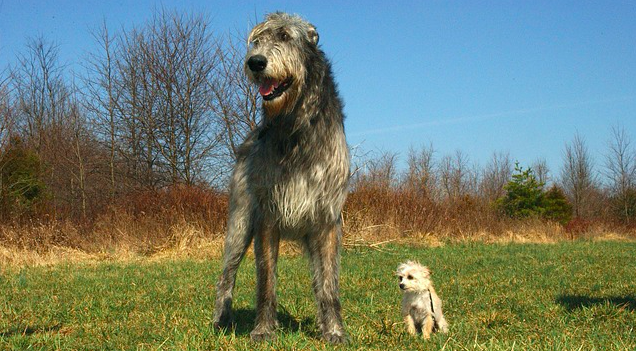 8 Of The Largest Dog Breeds