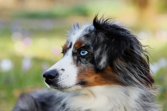 The 20 Most High-Maintenance Dog Breeds