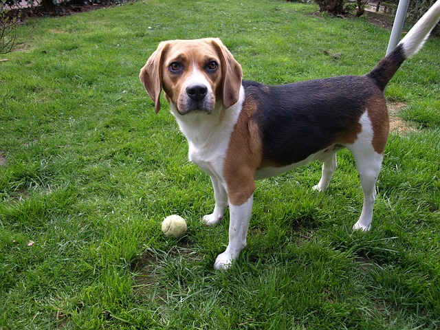 Beagle playing in yard