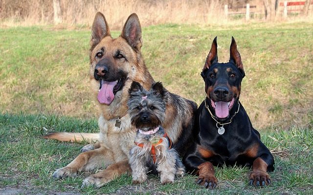 Kentucky Neighborhood Bans 11 “Aggressive” Dog Breeds