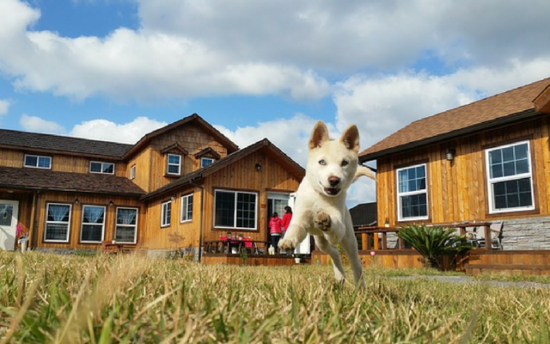 Dogsandkittens Is Your Dog Reverse Potty Trained 