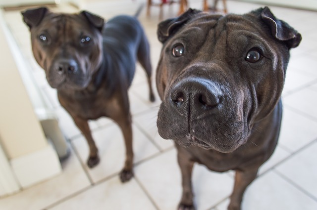 how do you dog proof cabinets