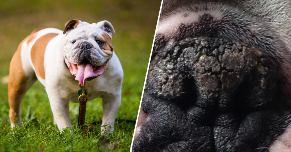 6 Natural Ingredients To Soothe Your Bulldog's Dry & Cracked Nose