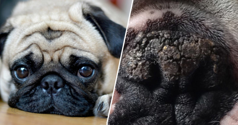 6 Natural Ingredients To Soothe Your Pug's Dry & Cracked Nose