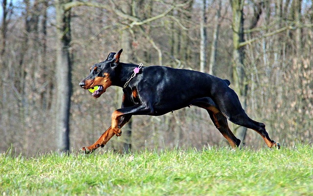 Doberman Playing Fetch
