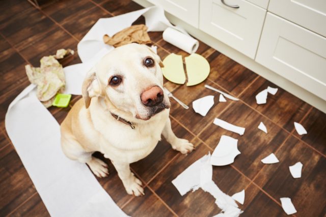 Dog-Proofing Your Home: A Room-by-Room Guide · The Wildest