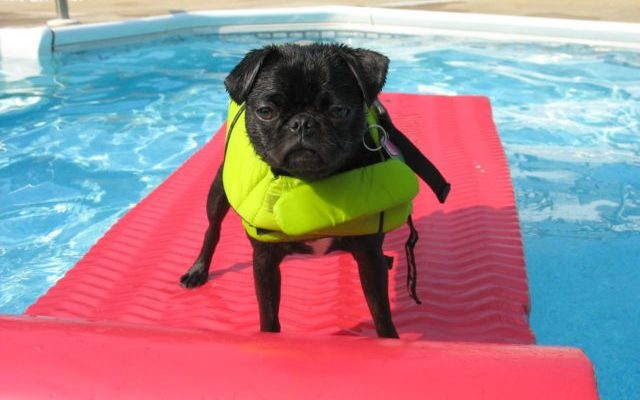 These 13 Dog Breeds Are The Worst Swimmers