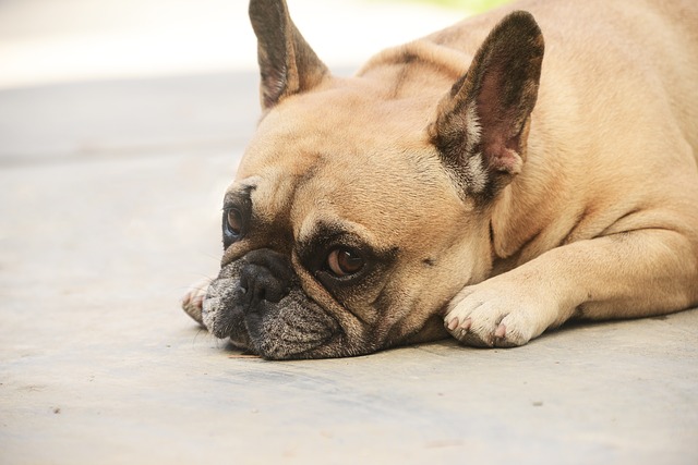 Dry Nose Is Common For A French Bulldog, But It Can Be Soothed