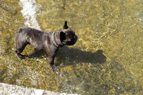These 13 Dog Breeds Are The Worst Swimmers