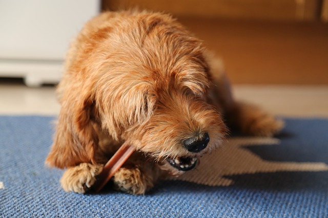are dental sticks bad for your dog