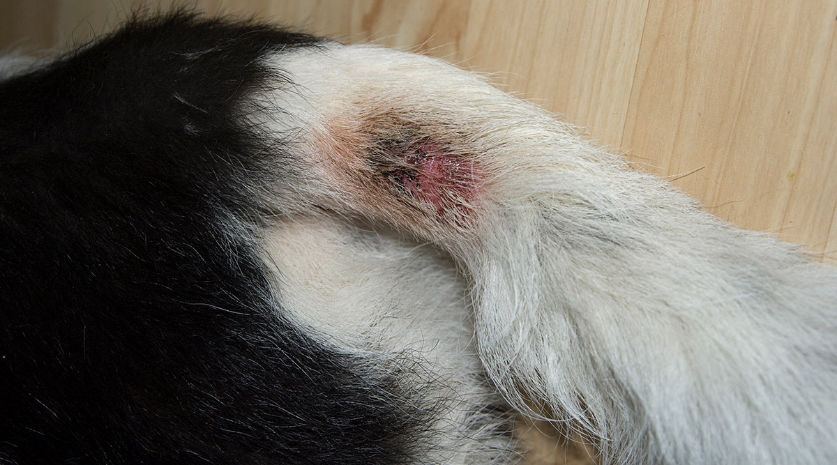 healing hot spots on dogs