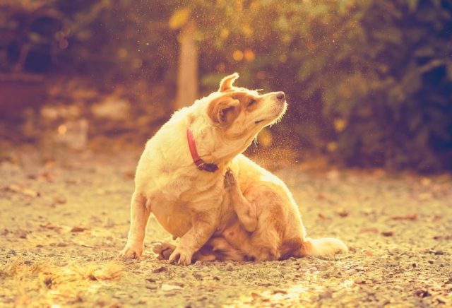 White and brown dog sitting in grass itches his neck