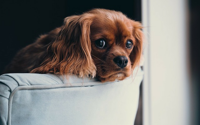 How CBD Oil Can Help Your Dog’s Separation Anxiety