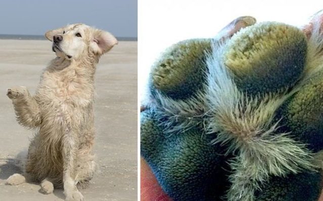 Why You Should Be Concerned About Your Dog’s Extra “Hairy” Paws