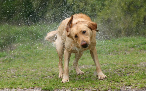 5 Tips For Helping A Dog That Doesn't Like The Rain