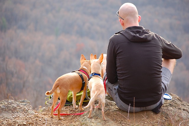 how to keep dogs safe while camping