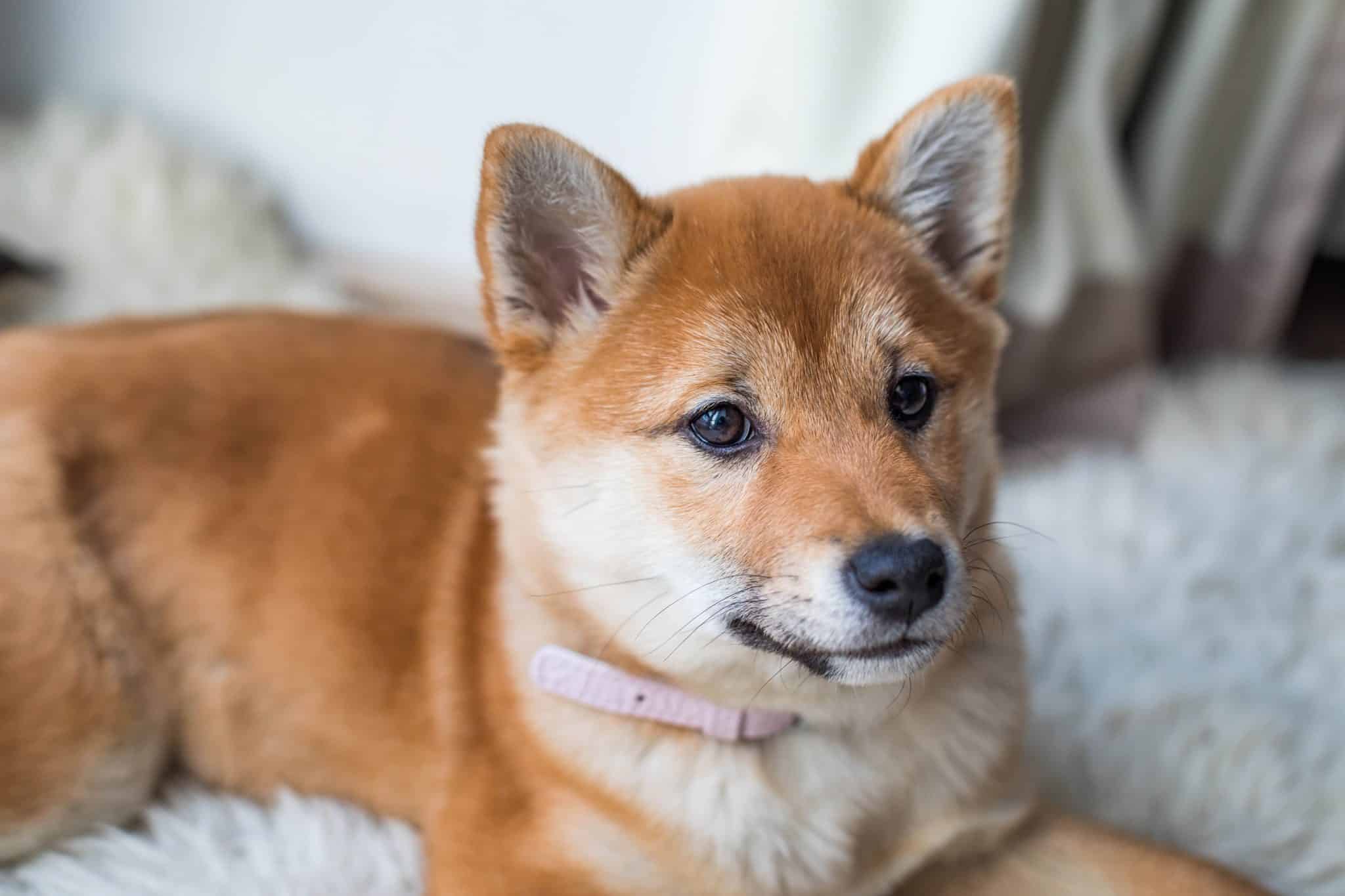 5 Ways You Didn’t Know A Probiotic Could Make Your Dog’s Life Better