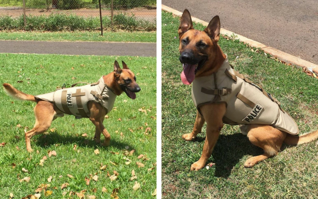 Hawaii Police Dog Stabbed, But His Life Was Spared Thanks To His Special Vest