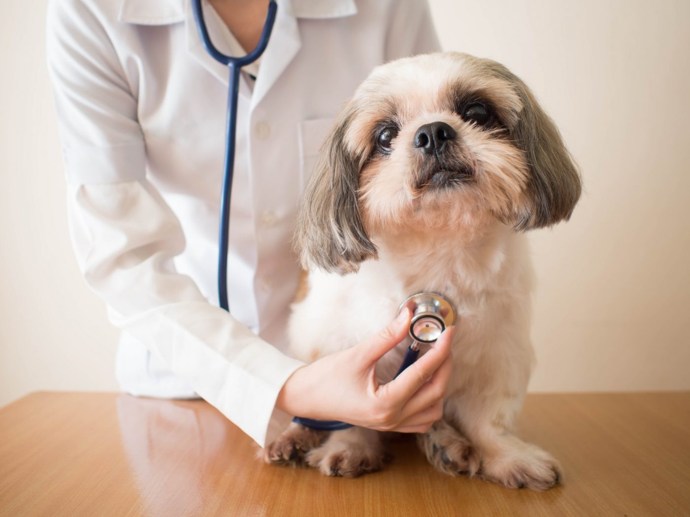 Checking Shih Tzu heart