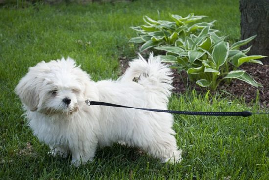 Just Because Your Backyard Is Fenced In Doesn’t Mean Your Dog Is Safe