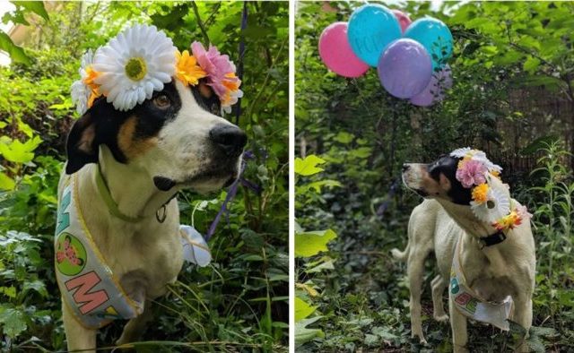 Pregnant Foster Dog Is Treated To A Beautiful Maternity Photo Shoot