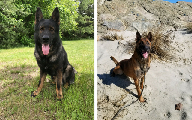Two Soon-To-Be Retired Police Dogs Are Looking For Forever Homes