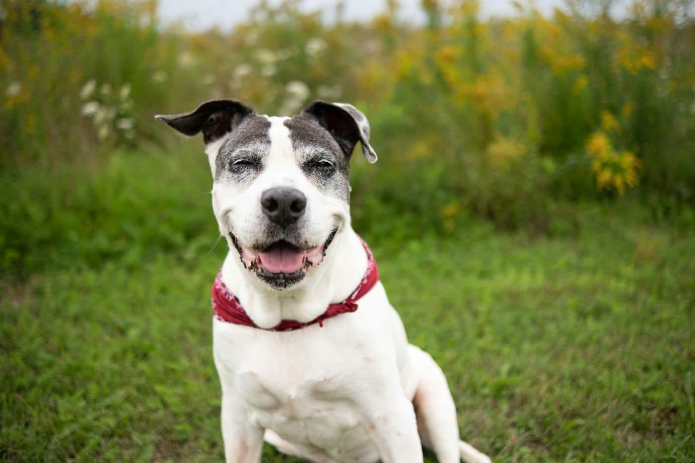 6 Reasons Your Senior Dog May Be Slowing Down