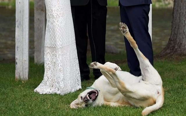 Canine Best Man Steals The Show During His Parents’ Wedding Vows