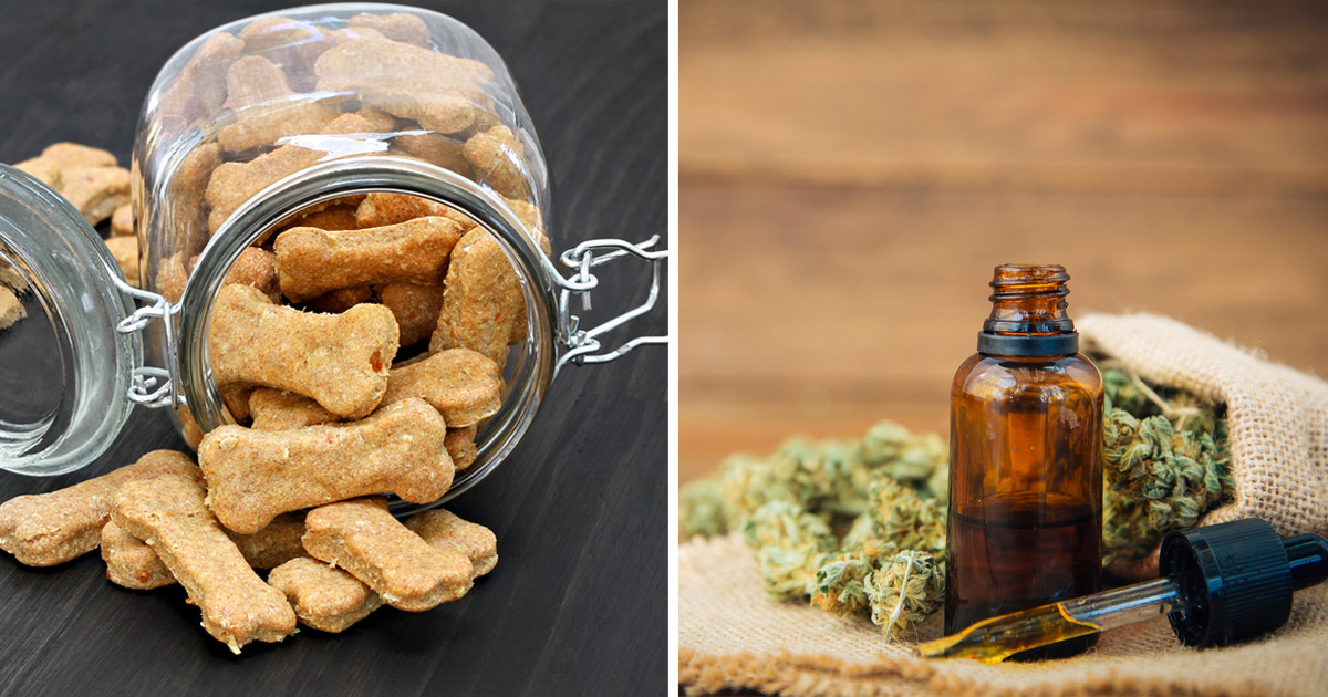 CBD Oil Tinctures vs. CBD Treats for Dogs: Which Is Better?
