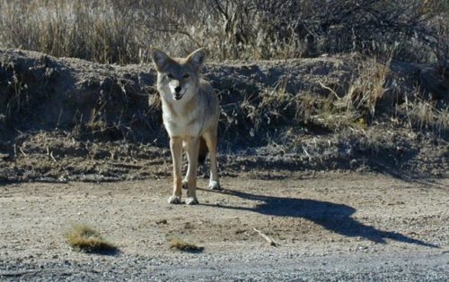 The First 15 Seconds Of A Coyote Attack Are Critical - Here's How To