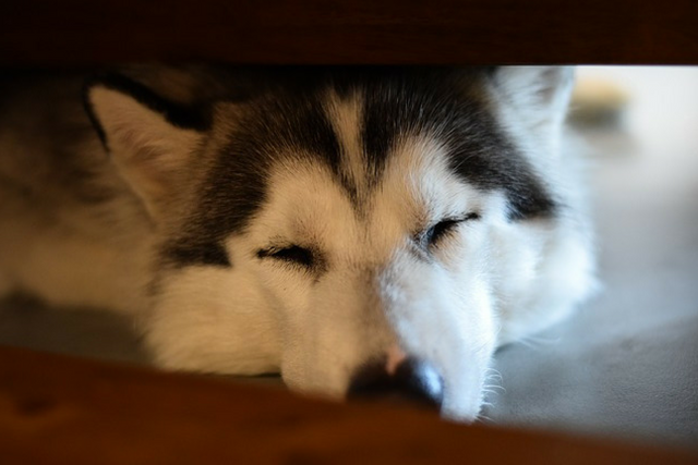 husky not eating and lethargic