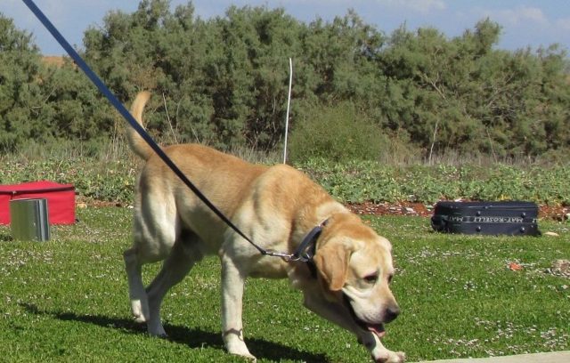 dog in training martingale collar