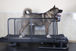 exercise your dog indoors
