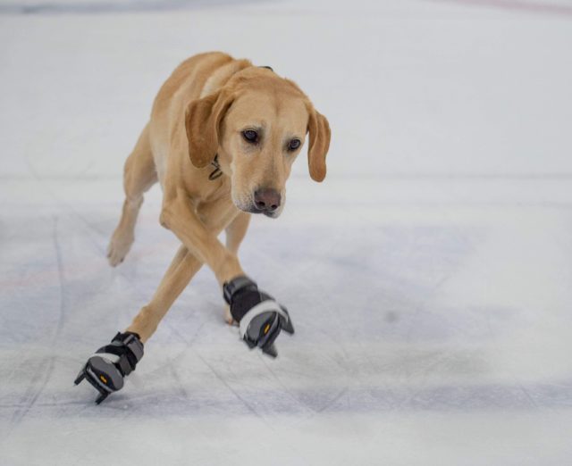 Puppy adopted by hockey team gets time on the ice during practice